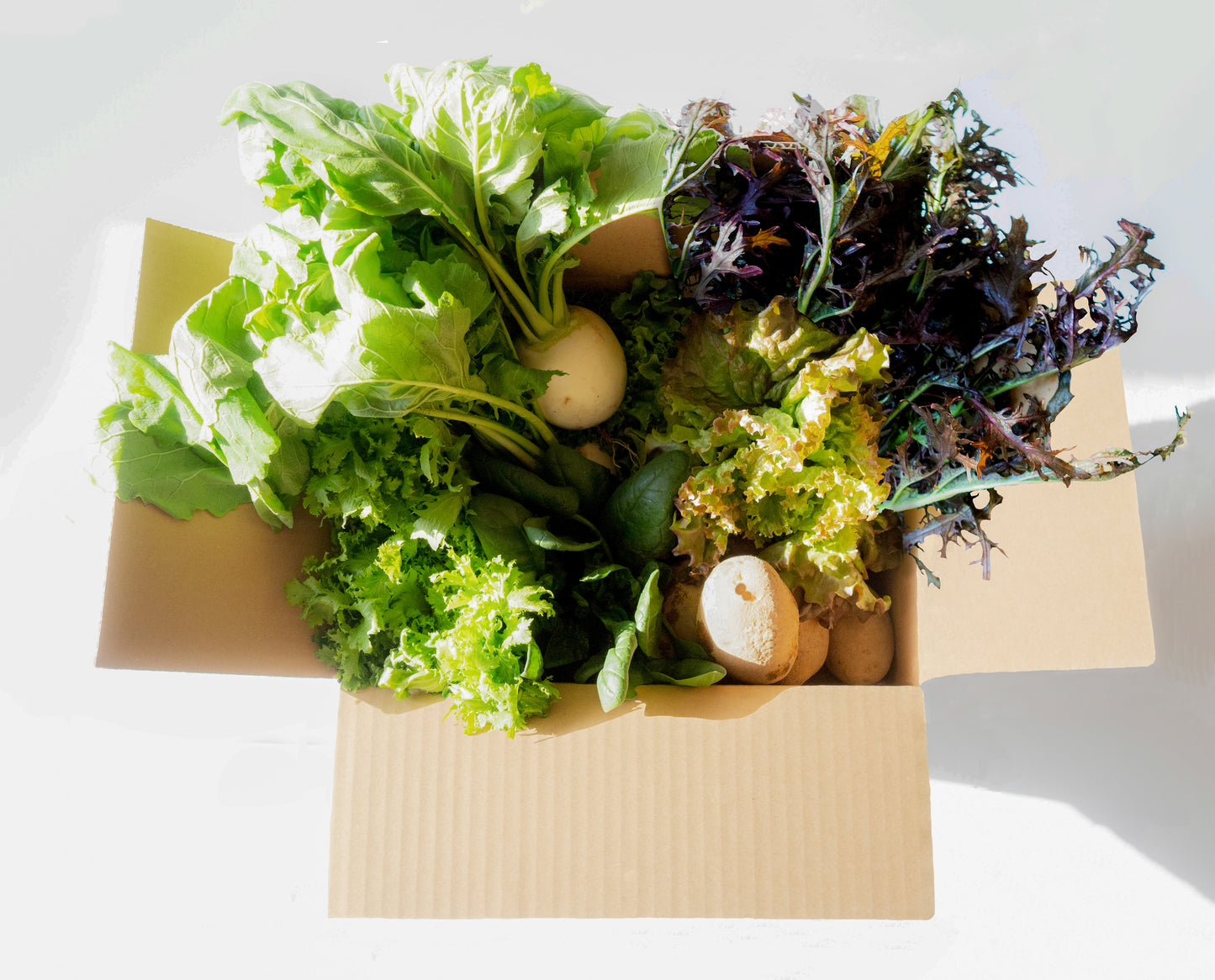 【定期便】旬野菜の定期お届け便【数量限定】
